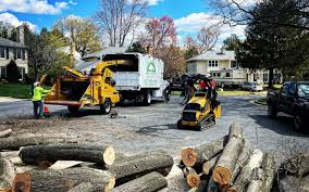 How Our Tree Care Process Works  in  Mansfield, MO